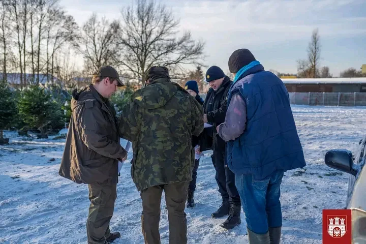 Czy masz w domu legalną choinkę? Straż Miejska i Nadleśnictwo sprawdzali targowiska