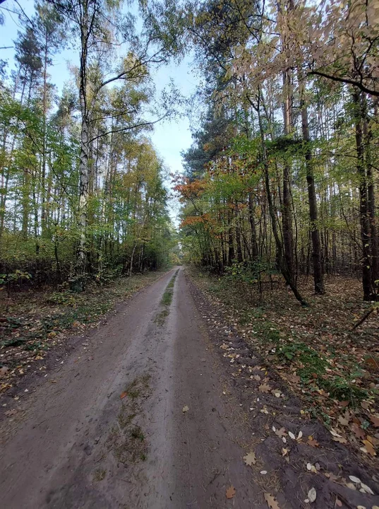 Sokolniki-Las w sezonie. Zobacz, jak zmienia się ta miejscowość, gdy przychodzi maj i przyjeżdżają letnicy [zdjęcia]