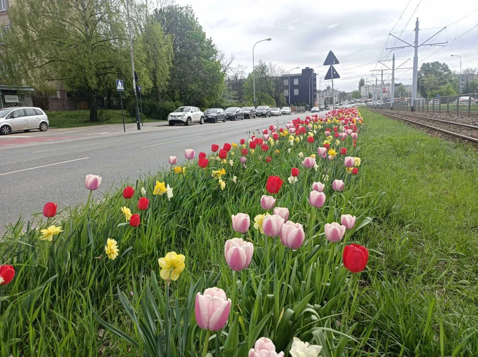 Tulipany na Balutach i w botaniku