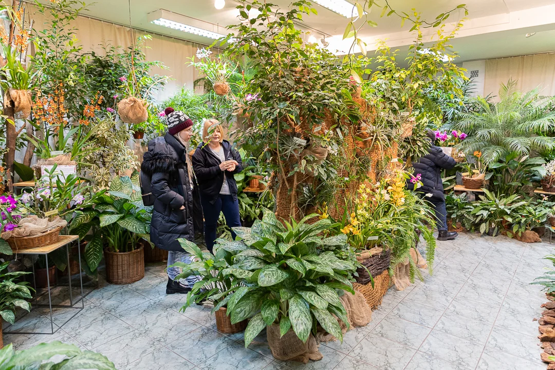 Tajemniczy świat storczyków w Ogrodzie Botanicznym w Łodzi