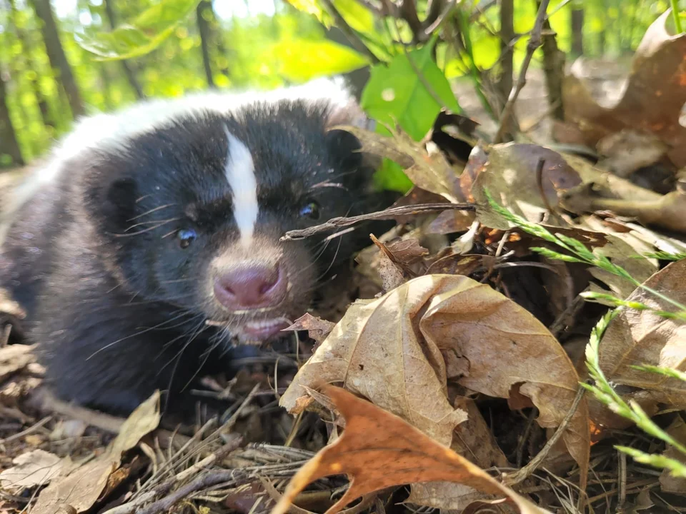 Skunksiczka Ivi mieszka na Retkini