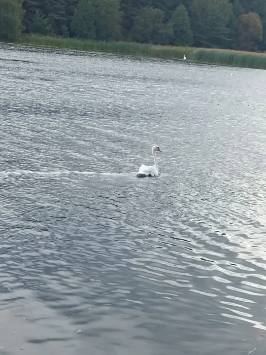 Łabędź na drodze w kierunku kopalni