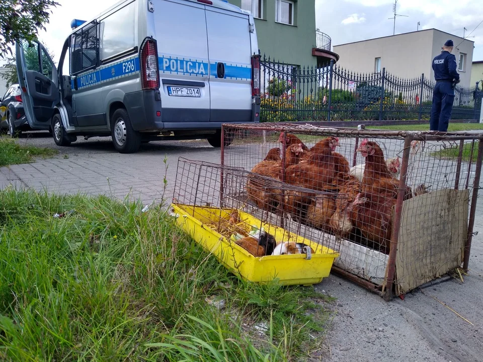 Kury i świnki morskie na jednej z kutnowskich ulic