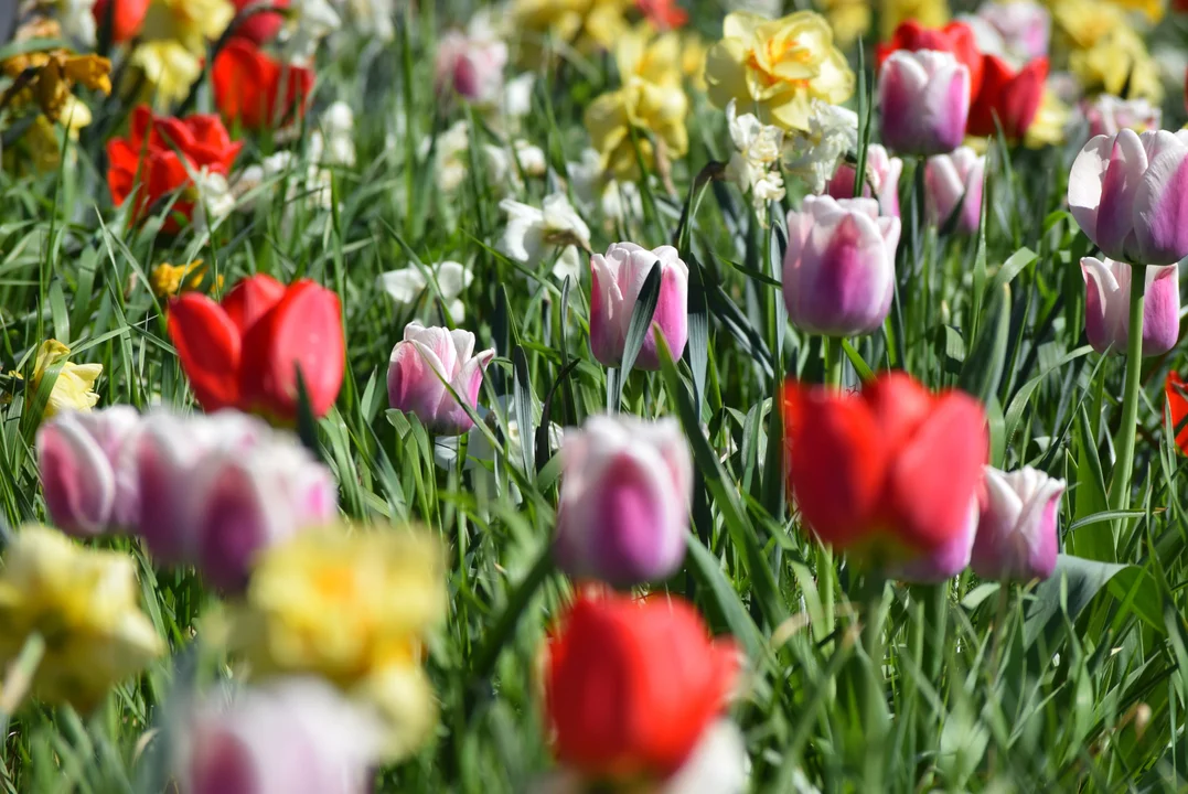 Tulipany na Bałutach