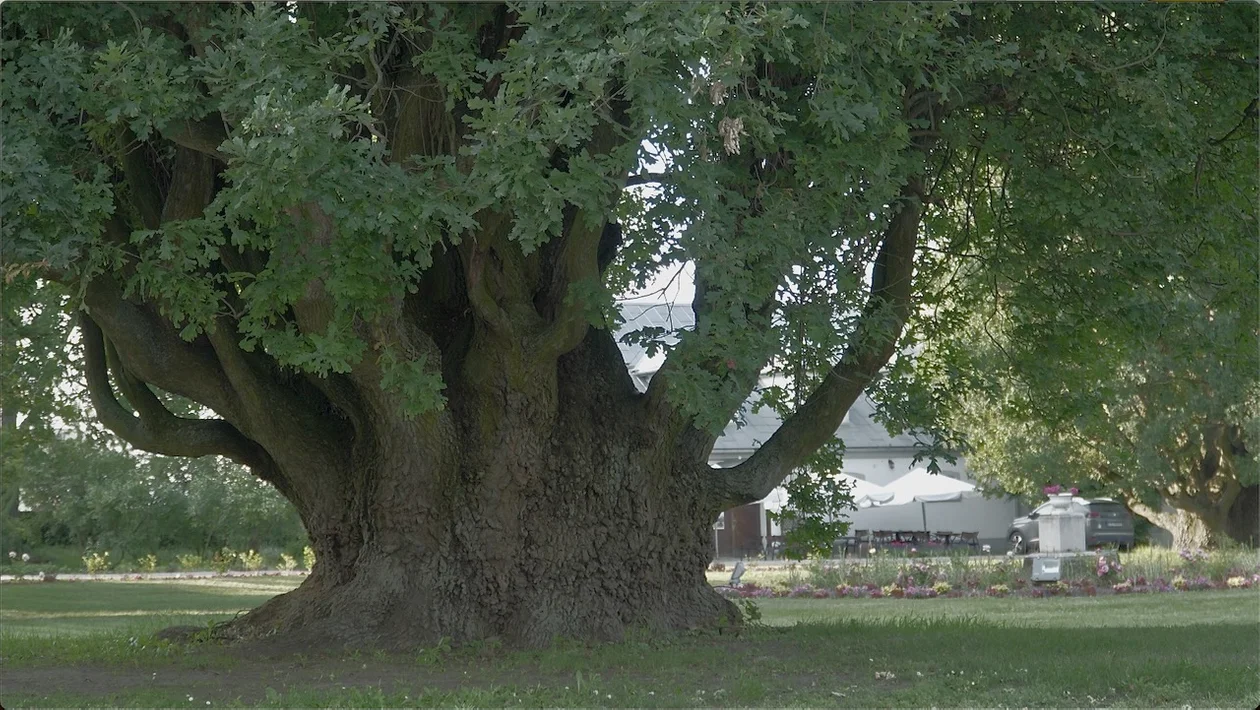 Dąb w Walewicach