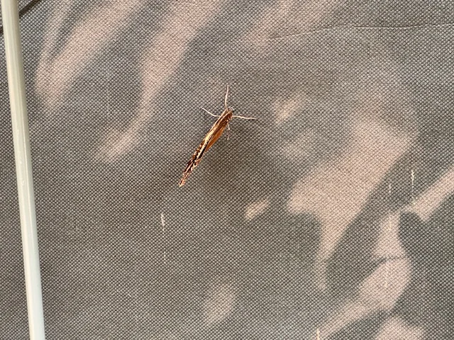 Motyle w palmiarni