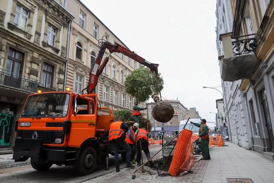 Będzie więcej, wysokich drzew