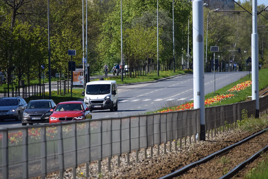 Tulipany na Bałutach