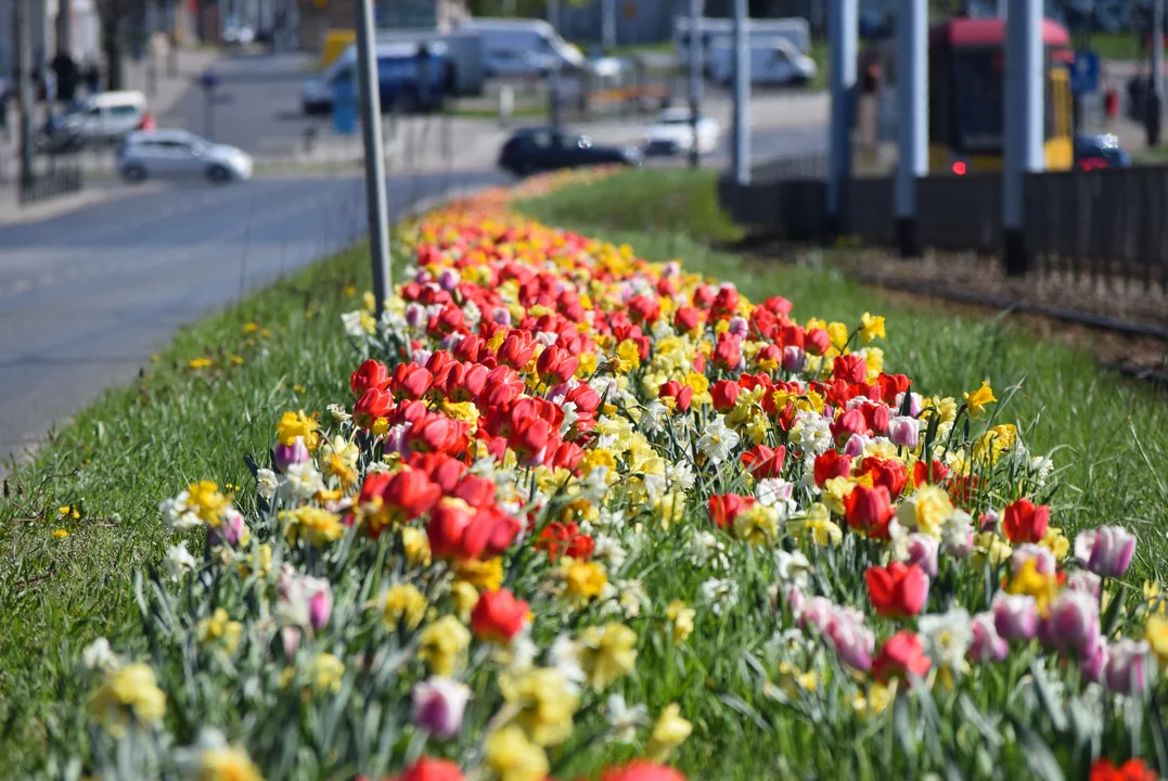 Tulipany na Bałutach