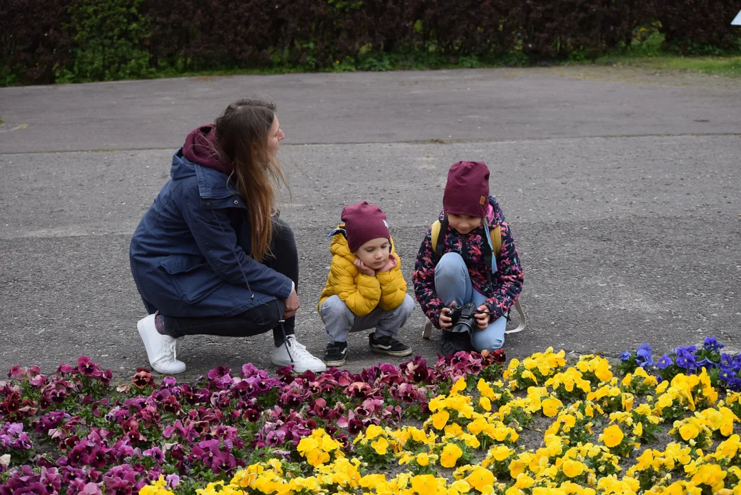 Tulipany w ogrodzie botanicznym