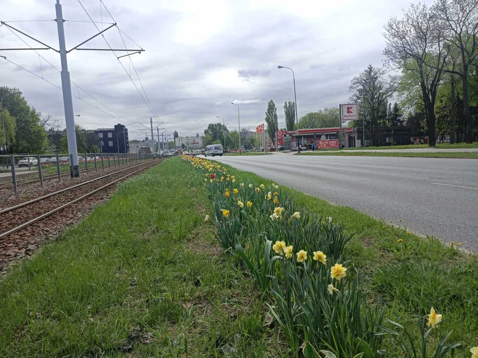 Tulipany na Balutach i w botaniku