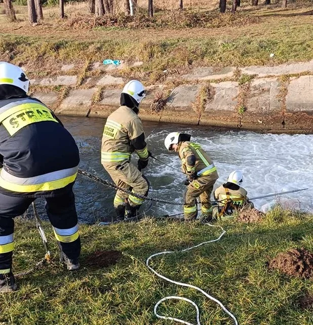 Strażacy ratowali… tonącą świnię. Jak zakończyła się niecodzienna interwencja? [FOTO] - Zdjęcie główne