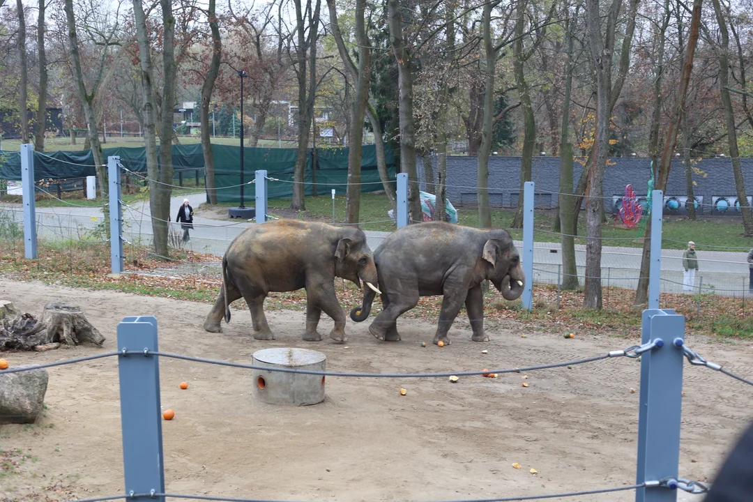 Słonie indyjskie na wybiegu w łódzkim zoo – 08.11.2024 r.