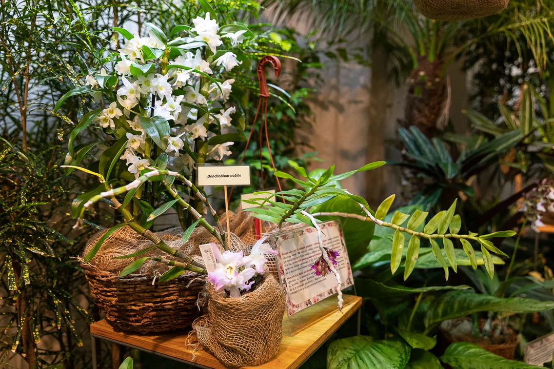 Tajemniczy świat storczyków w Ogrodzie Botanicznym w Łodzi