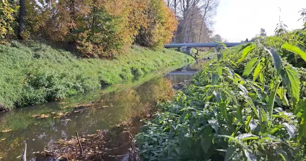 Trwają prace nad Zieloną Osią Miasta w Kutnie