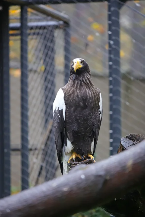 Takich jaj dawno nie było! Zobaczysz się w łódzkim Orientarium