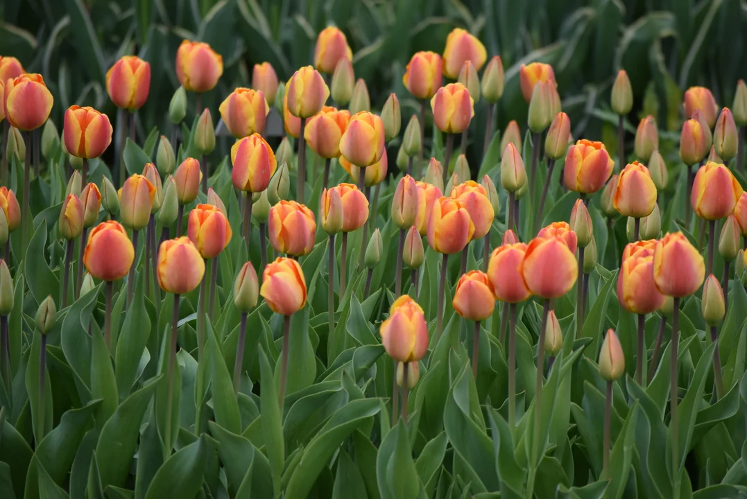 Tulipany w ogrodzie botanicznym