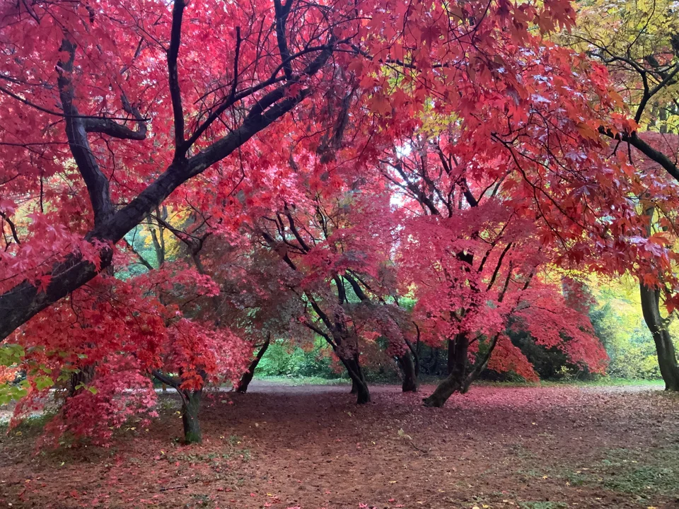 Niesamowite klony w Arboretum SGGW w Rogowie! Musicie je zobaczyć! [ZDJĘCIA] - Zdjęcie główne