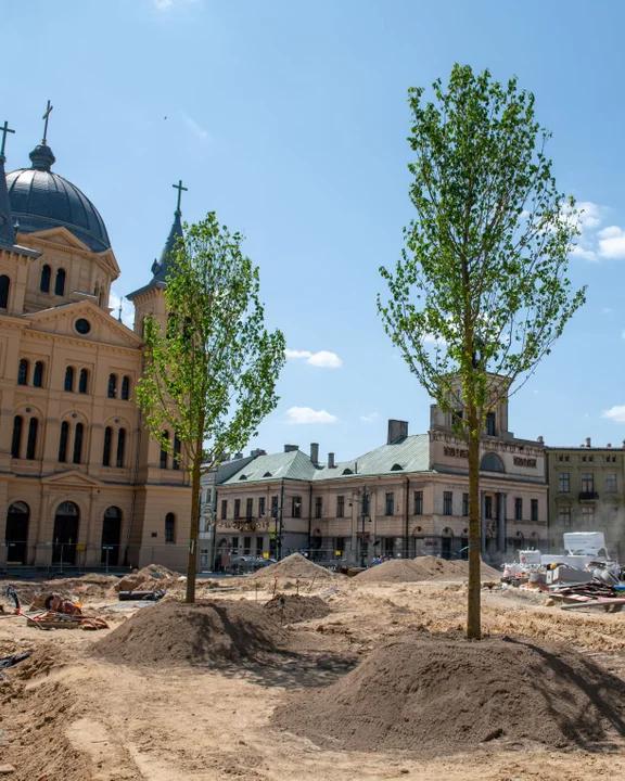 Trwa przedbudowa łódzkiego pl. Wolności. Pojawiły się już na nim pierwsze drzewa