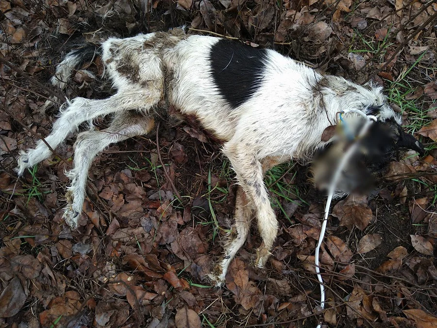 Bestialsko udusił psa kablem elektrycznym. Wstrząsające odkrycie w lesie koło Przytorza [FOTO] - Zdjęcie główne