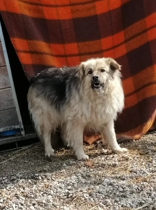 Psiaki z Kutna czekają w Skierniewicach na nowy dom