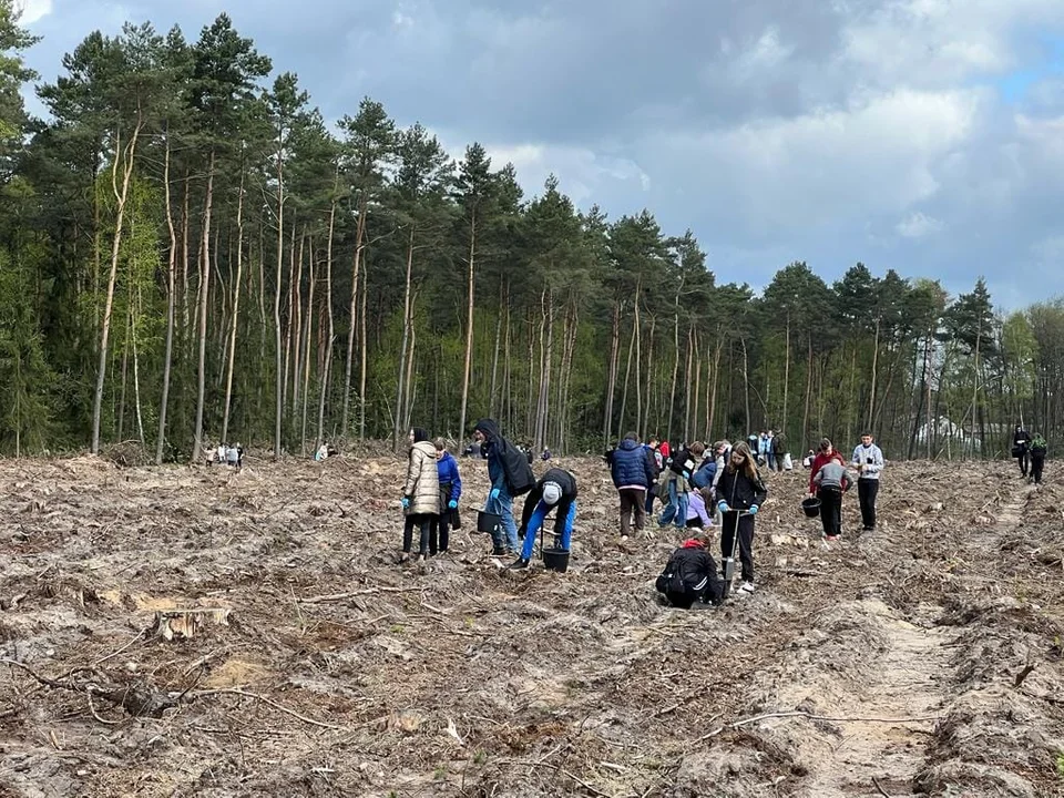 Posadzili 19 tysięcy drzew. Pod Kutnem powstał Las Pamięci Jana Pawła II [ZDJĘCIA] - Zdjęcie główne