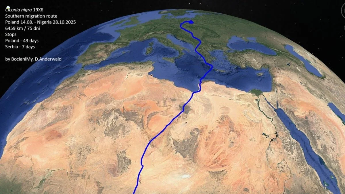 Wyruszył spod naszego miasta i zadziwił ekspertów. Zwierzę z woj. łódzkiego stało się fenomenem - Zdjęcie główne