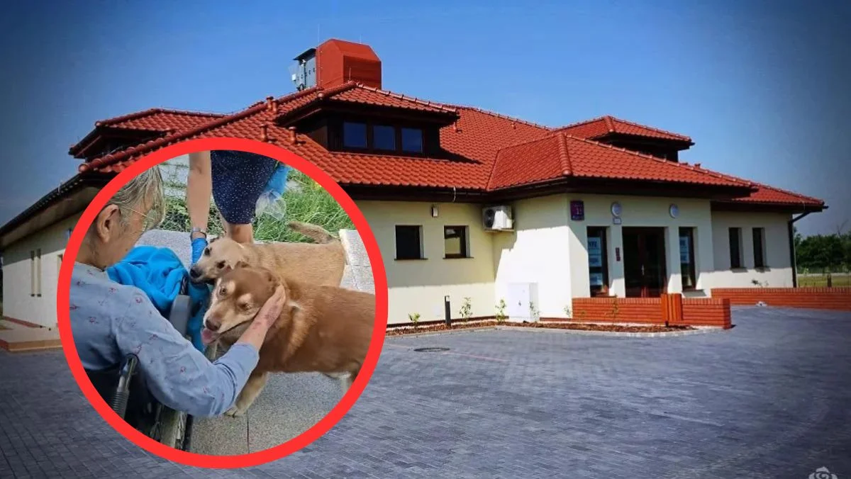 Kobieta trafiła do Hospicjum, trwa poszukiwanie domu dla jej psów
