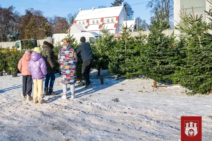 Czy masz w domu legalną choinkę? Straż Miejska i Nadleśnictwo sprawdzali targowiska