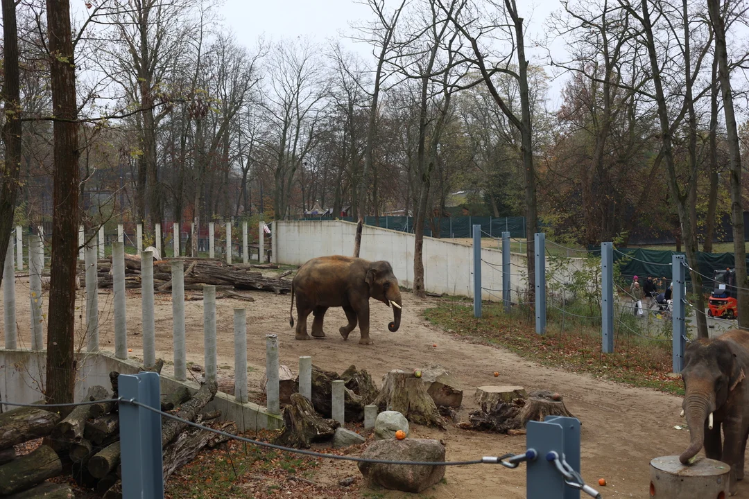 Słonie indyjskie na wybiegu w łódzkim zoo – 08.11.2024 r.