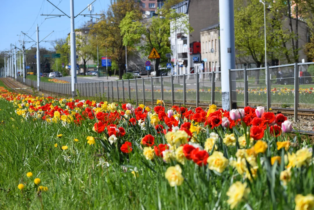 Tulipany na Bałutach