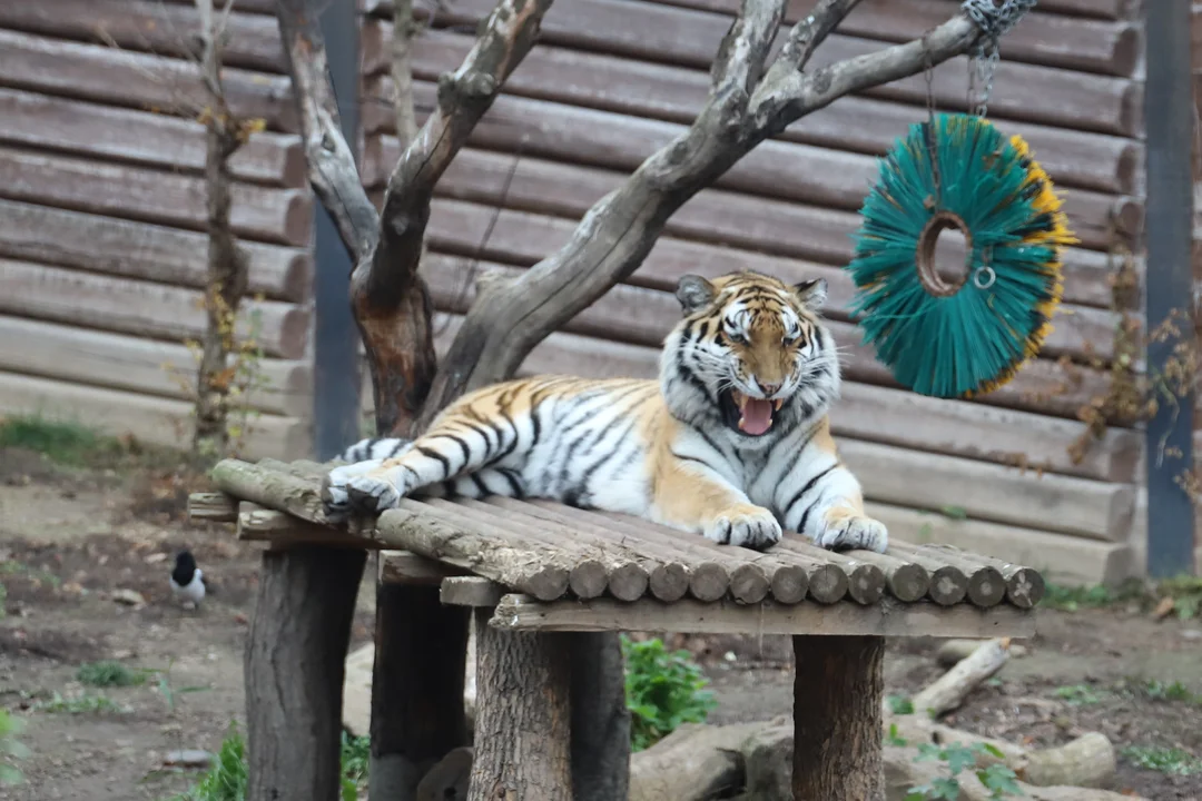 Tak wygląda trasa zimowego zwiedzania w płockim zoo [ZDJĘCIA] - Zdjęcie główne