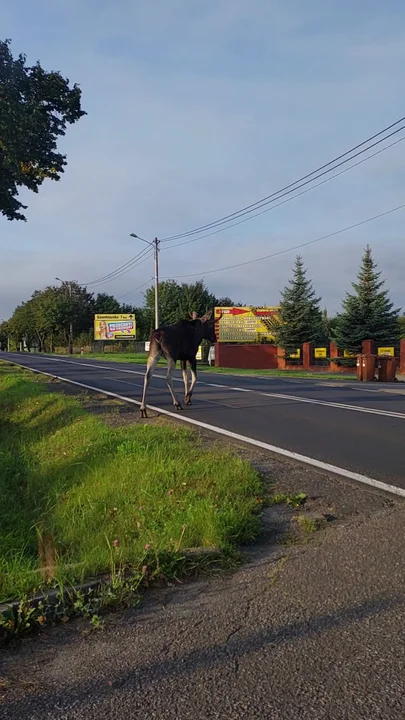 Łoś w Bełchatowie