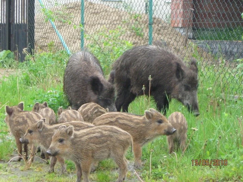 Dziki zadomowiły się w Łodzi, Zgierzu i Pabianicach. Uwaga! Mogą przenosić ASF