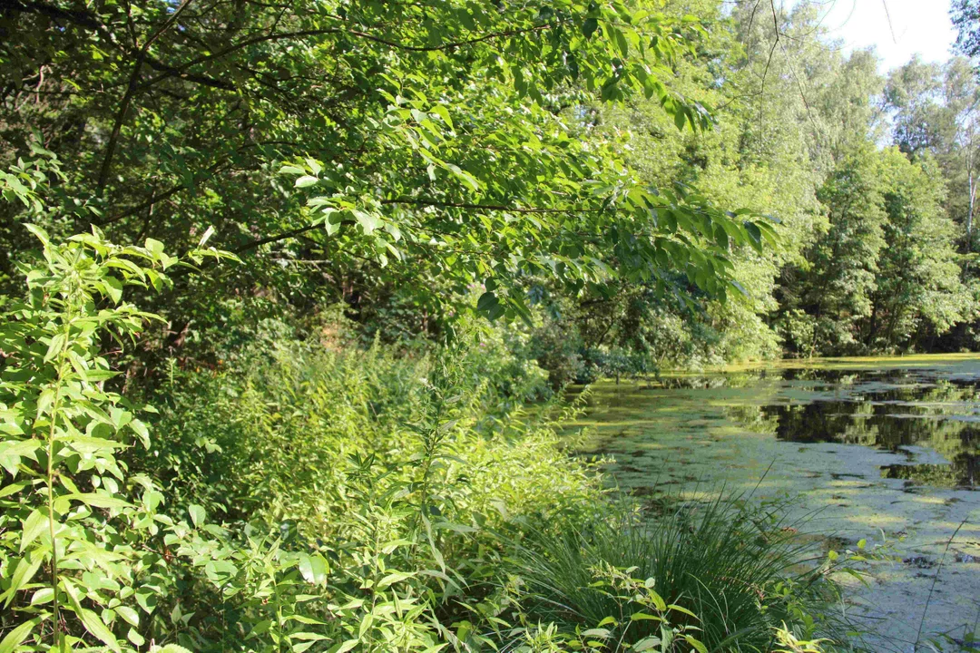 Zielone tereny w Grotnikach