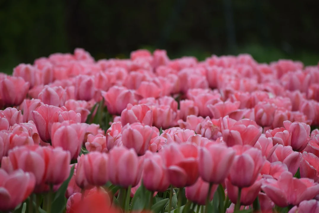 Tulipany w ogrodzie botanicznym