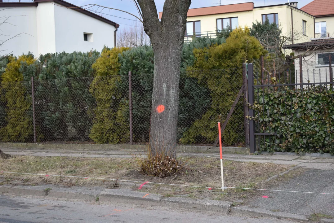 Z ulicy Fijałkowskiego w Zgierzu  znikną drzewa