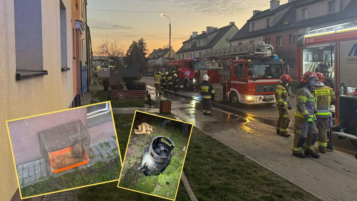 Pożar w sąsiednim mieście. Ewakuacja mieszkańców, uratowano zwierzęta - Zdjęcie główne