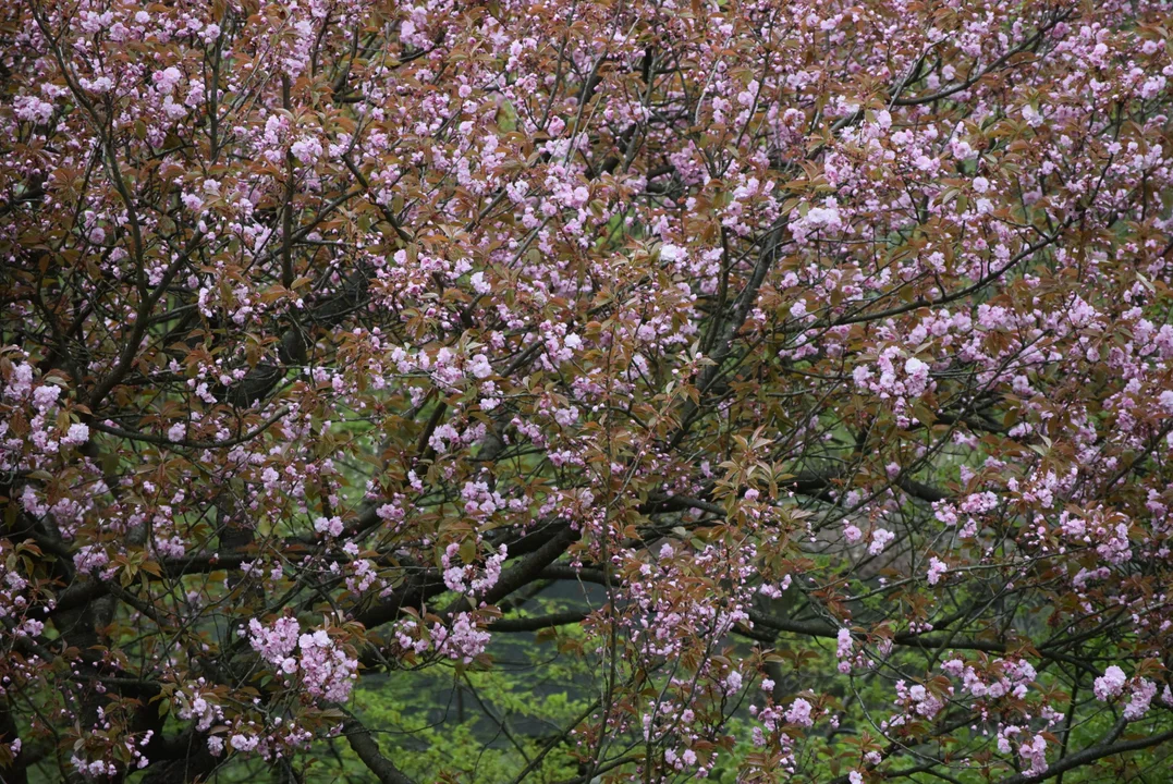 Tulipany w ogrodzie botanicznym