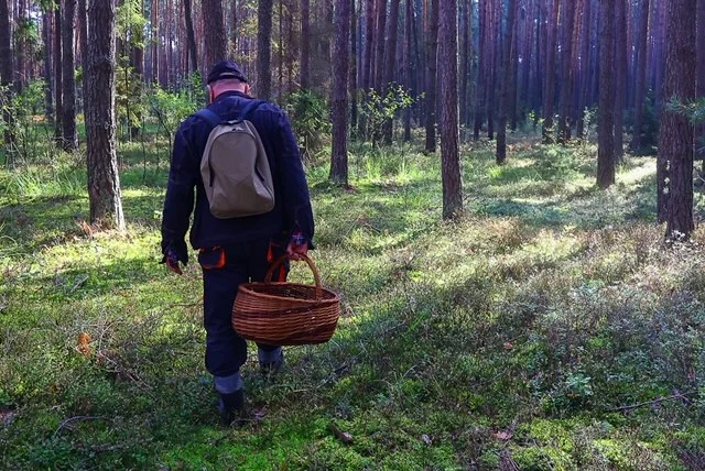 Łodzianie ruszyli do lasu. Zobacz, jakie okazy udało im się "upolować" na grzybobraniu [GALERIA] - Zdjęcie główne