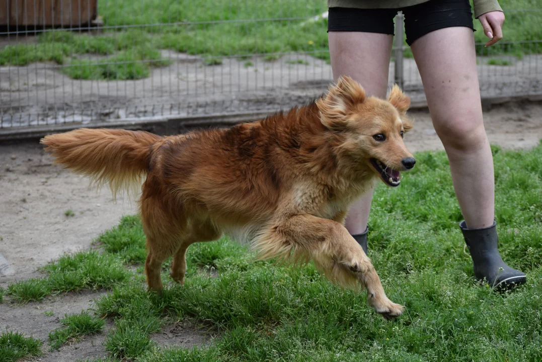 Zwierzęta czekają na adopcję