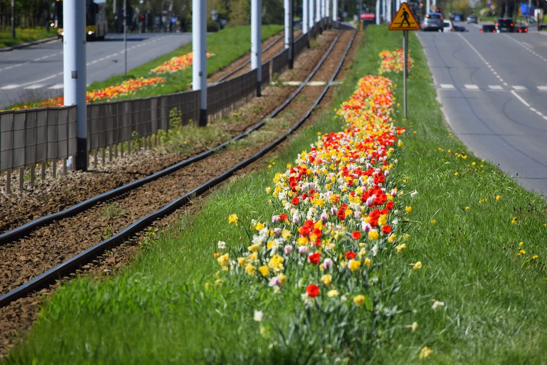 Tulipany na Bałutach