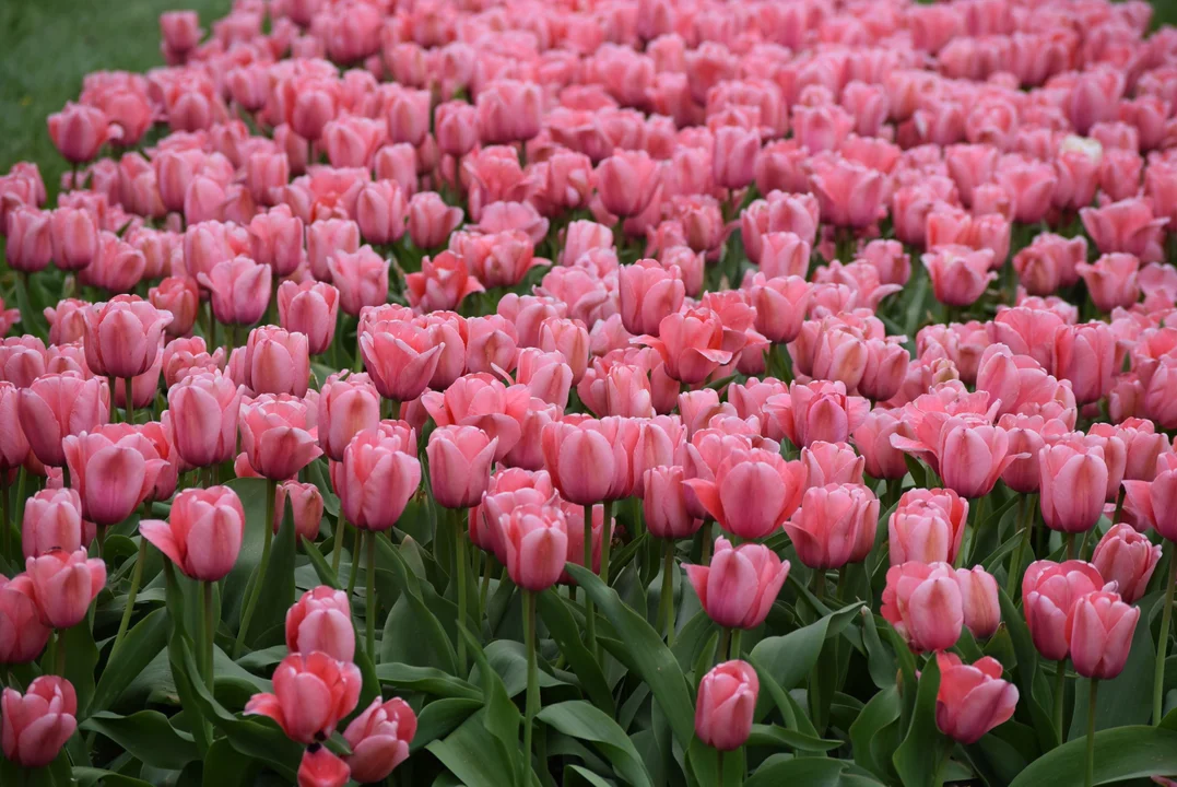 Tulipany w ogrodzie botanicznym