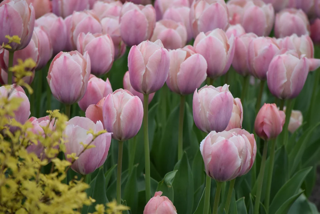 Tulipany w ogrodzie botanicznym