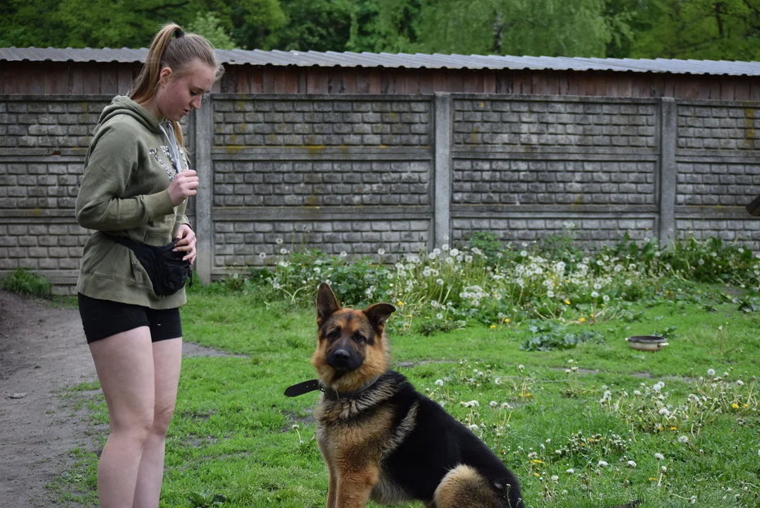 Zwierzęta czekają na adopcję