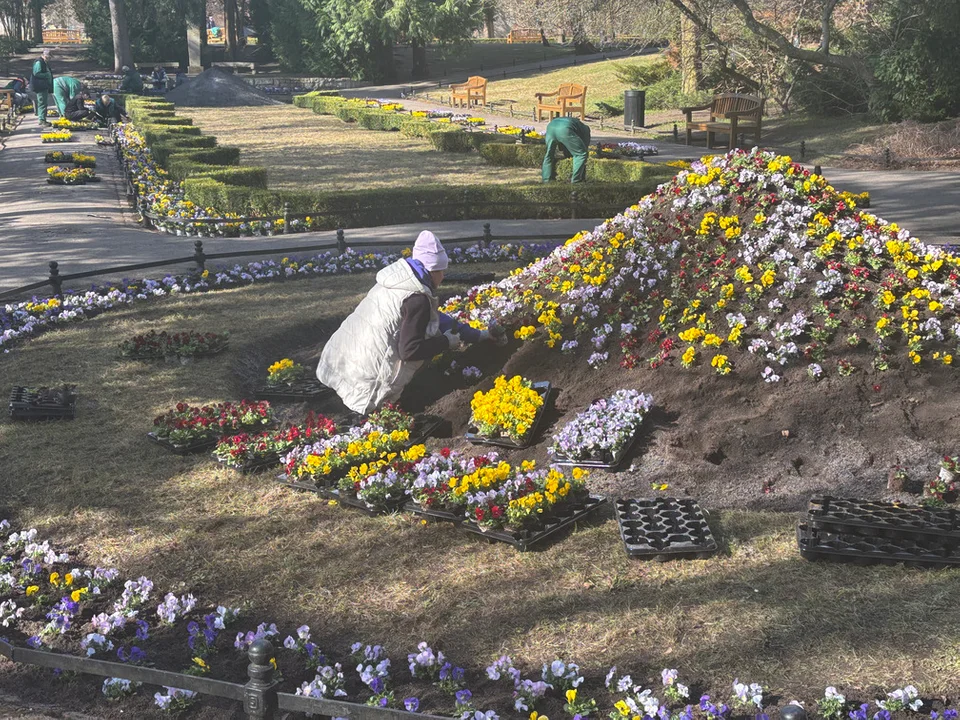 Wiosna zmienia Gdańsk. 60 tysięcy kwiatów i ogromne porządki w całym mieście