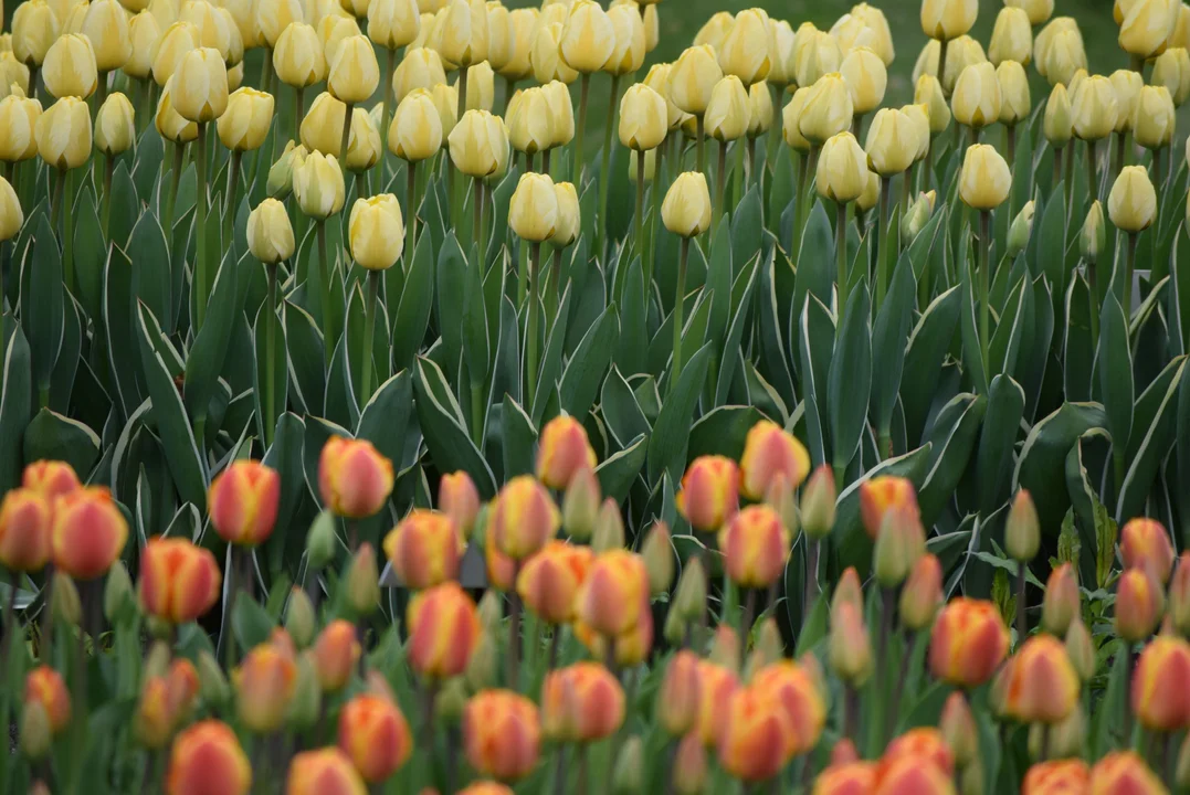 Tulipany w ogrodzie botanicznym