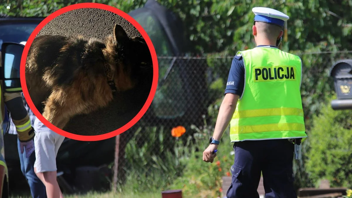 Potrącony pies nie przeżył, przez kilka godzin nie udało się skontaktować z weterynarzem