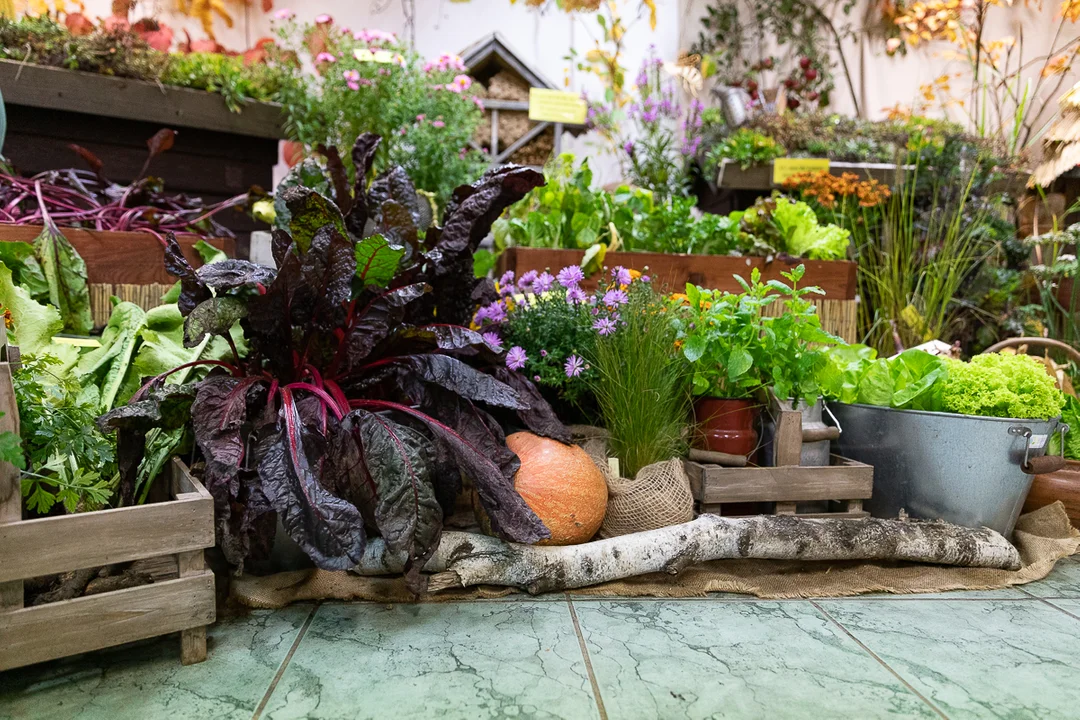 Łodzianie obejrzeli tematyczną, jesienną wystawę w Ogrodzie Botanicznym.