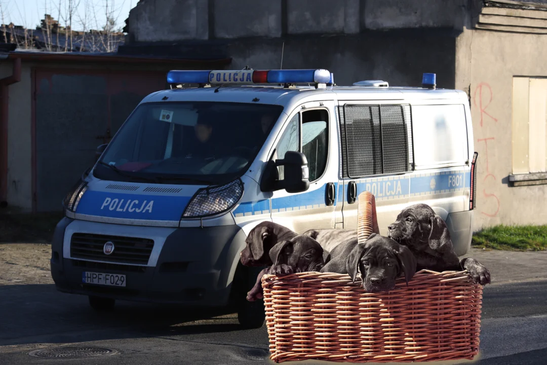 Wygłodniałe szczeniaki na posesji, interweniowały służby i fundacja. Pieski odebrane właścicielce [ZDJĘCIA] - Zdjęcie główne